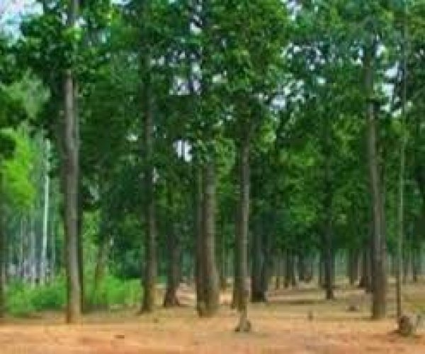 धमधा और पाटन डिविजन में वन विभाग की सतत निगरानी: जनवरी 2025 से अब तक 39 वन अपराध दर्ज