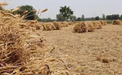 रबी फसलों के लिए न्यूनतम समर्थन मूल्य को कैबिनेट कमेटी ने मंजूरी दी