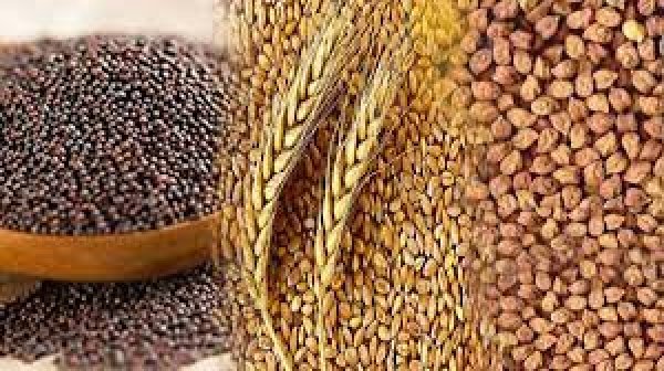 कृषि विभाग द्वारा दलहन-तिलहन की फसलें लेने पर दिया जा रहा जोर
