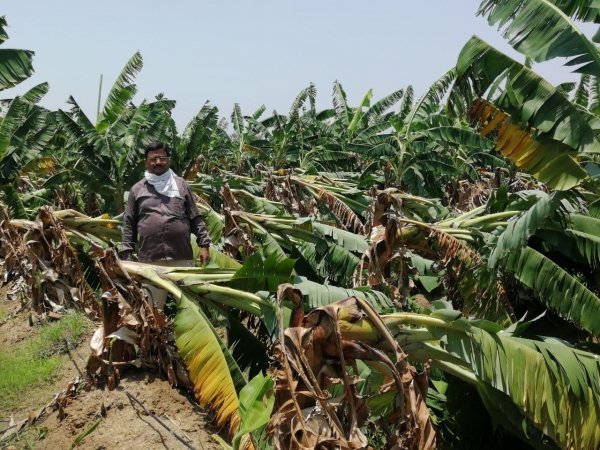 मौसम की मार,  लगातर  हो रही है वर्षा से किसान  चिंतित   फसल क्षतिपूर्ति की मांग