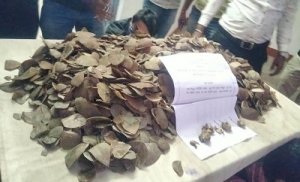 ​​​​​​​ बड़ी मात्रा में पैंगोलिन स्केल जप्त: आरोपियों के खिलाफ वन अपराध के प्रकरण दर्ज