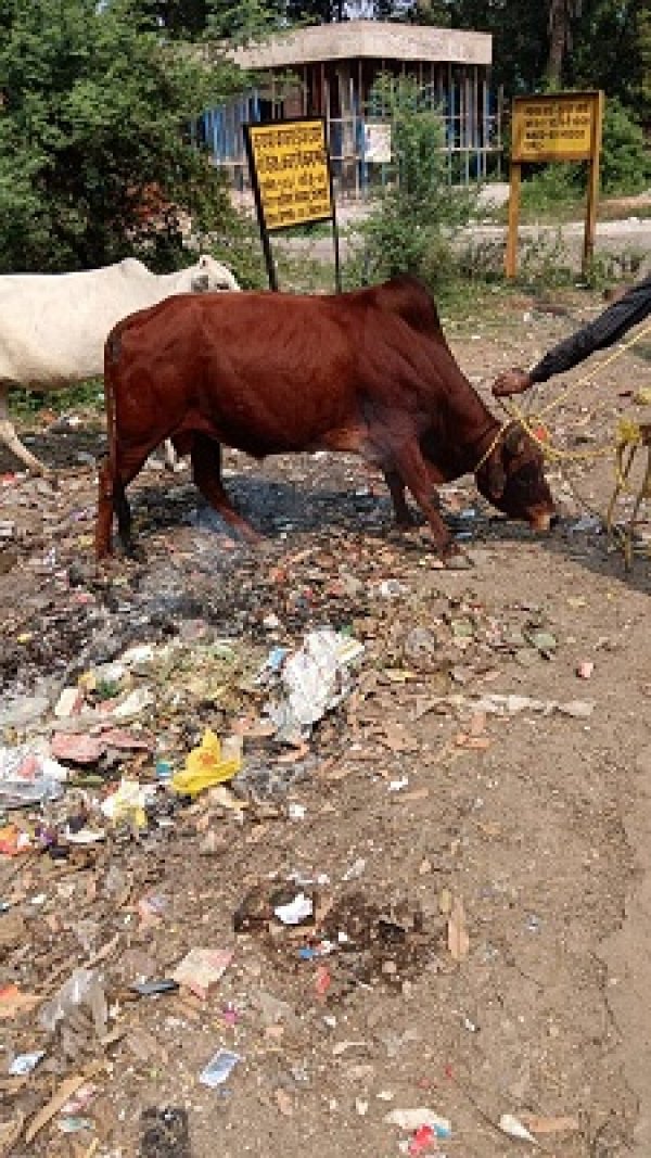 सड़क दुर्घटना को रोकने आवारा घूमन्तू पशुओ की धरपकड़ निरंतर जारी।