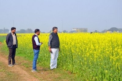 विशेष लेख : धान-परती भूमि में सरसों की खेती से किसानों की अच्छी आय संभव