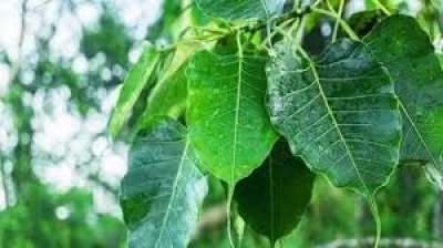 पौधों में बसते हैं भगवान, छोटी सी बगिया से सजाएं अपना घर