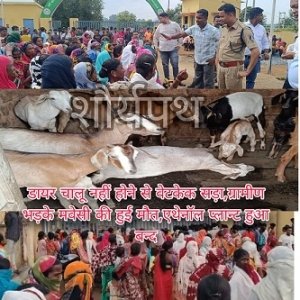 कोंडागांव का मक्का प्लांट बना मौत का कारखाना! डायर बंद, वेटकेक सड़ने से मवेशियों की मौत, ग्रामीणों में उबाल