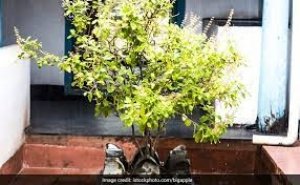 तुलसी में रोजाना देते हैं जल तो कभी ना करें ये काम, नहीं तो फायदे की जगह हो सकता है भारी नुकसान