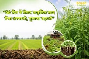 विशेष लेख: हरी खाद- खेती में बढ़ेगा उत्पादन, मिट्टी की सेहत होगी बेहतर