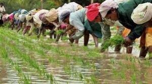 विशेष लेख : नई उद्योग नीति : छत्तीसगढ़ में कृषि से उद्योगों को जोड़ने की पहल