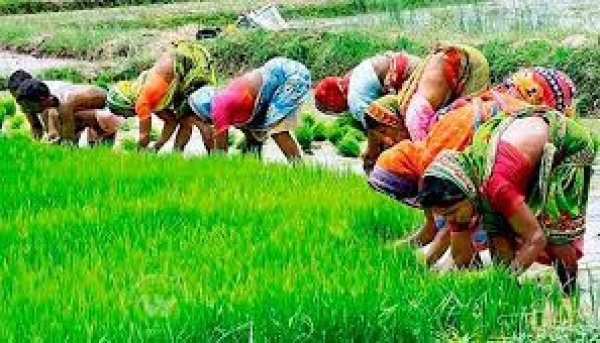 राज्य में 8,12,960 हेक्टेयर में हो चुकी है दलहन फसलों की बुआई किसानों को 3 लाख 20 हजार मीटरिक टन रासायनिक उर्वरक वितरित