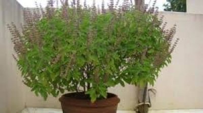 कल से शुरू होगा कार्तिक का महीना, तुलसी पूजन में इन बातों का रखें ध्यान