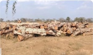 वन माफिया पर 'ऑपरेशन क्लीन स्ट्राइक': 4 दिन में तिहरा प्रहार, आरा मिल सील, 57 नग लकड़ी जब्त वन, पुलिस और राजस्व विभाग तीनों विभाग की संयुक्त कड़ी कार्रवाई