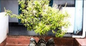 तुलसी में रोजाना देते हैं जल तो कभी ना करें ये काम, नहीं तो फायदे की जगह हो सकता है भारी नुकसान