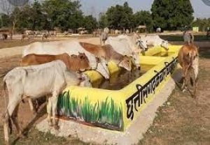 गोधन न्याय योजना के तहत नियमित तरीके से हो गोबर खरीदी