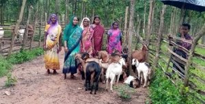 लक्ष्मी स्व-सहायता समूह की महिलाएं, बकरी पालन कर आर्थिक रूप से हो रही हैं आत्मनिर्भर