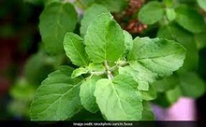 Omicron से सर्दी में चाहिए बचाव तो इस एक चीज का सेवन आज से ही कर दें शुरू, बढ़ेगी Immunity